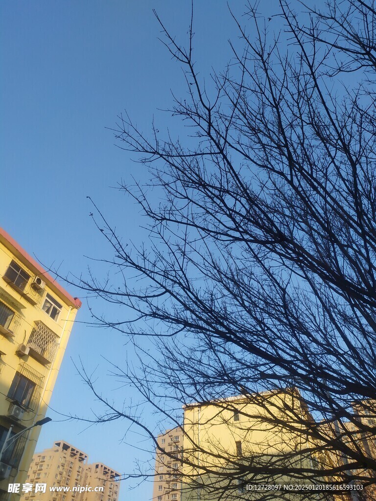 树木剪影 