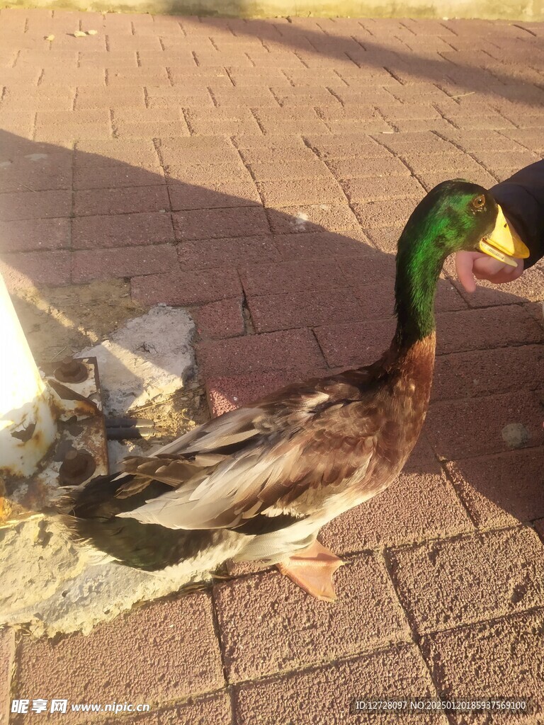 绿头鸭 