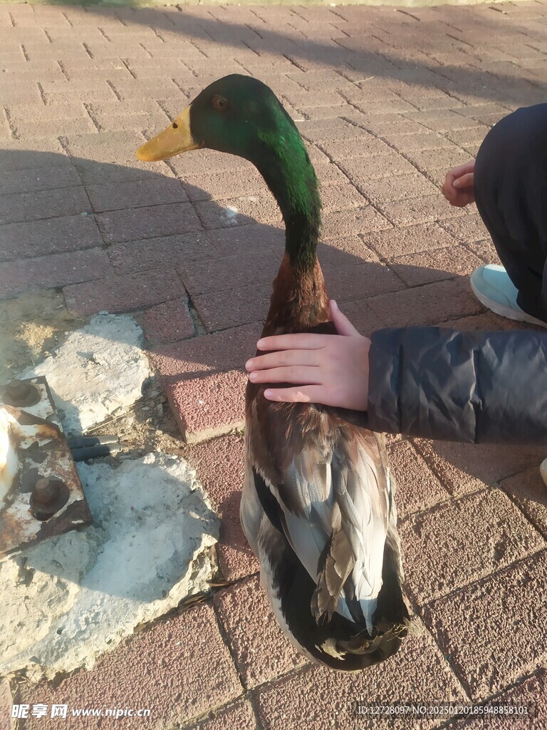 绿头鸭 