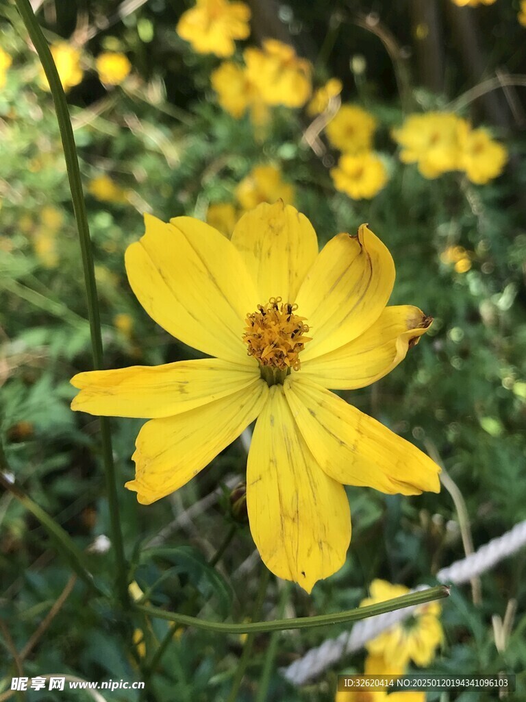 黄秋英 菊花