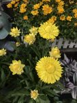 蜡菊 麦秆菊