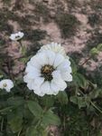 百日菊