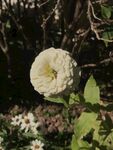 百日菊