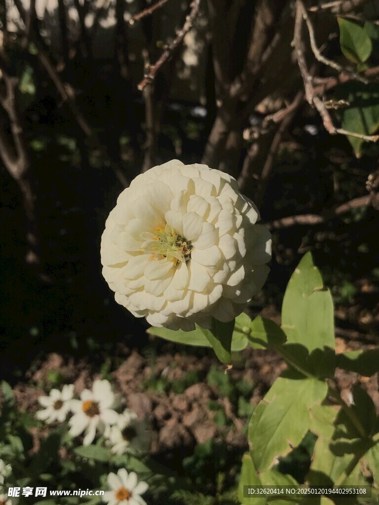 百日菊