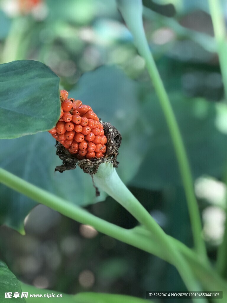 海芋果实