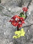 佛肚树花