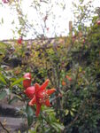 石榴花