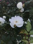 百日菊