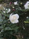 玫瑰花