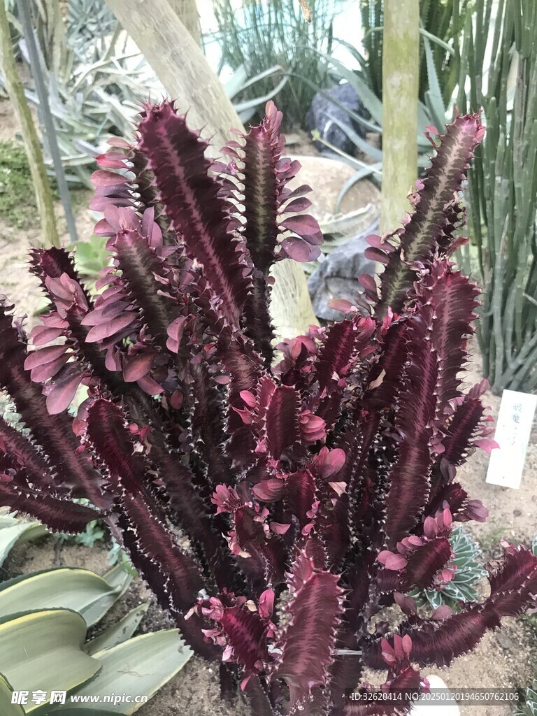霸王鞭