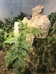 假山 植被