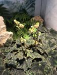 绿植 假山