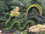 花坛 龙型