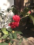 山茶花
