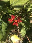 佛肚树花