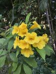 黄钟花