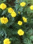 百日菊