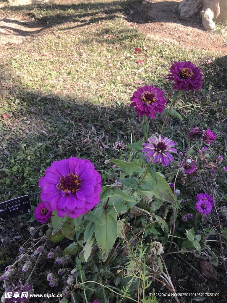百日菊