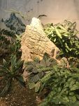 假山 植被