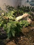 假山 植被
