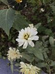 百日菊