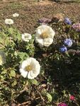 百日菊