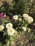 百日菊