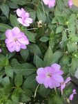 凤仙花