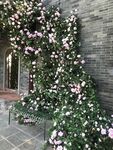 玫瑰花