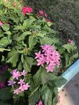 五星花 繁星花