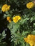 百日菊