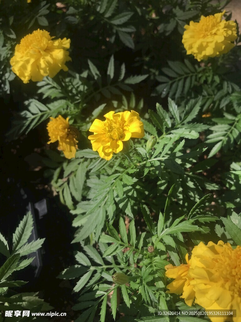 百日菊