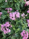 五星花 繁星花
