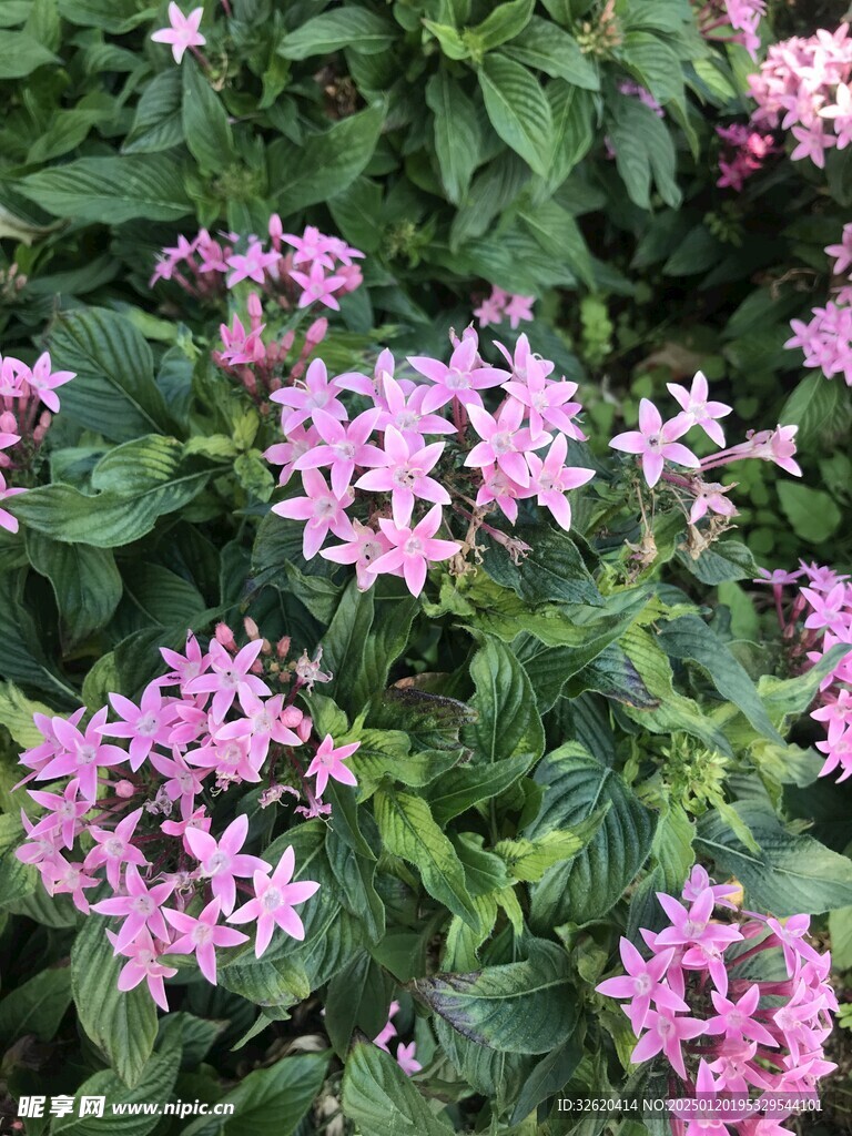 五星花 繁星花