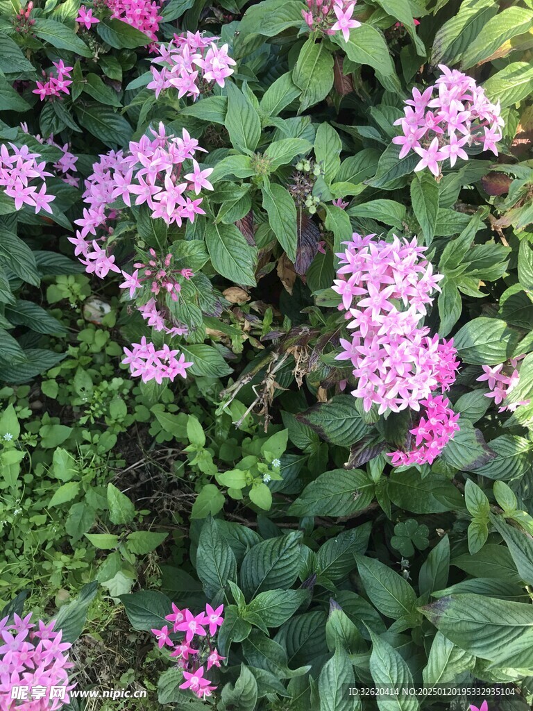 五星花 繁星花