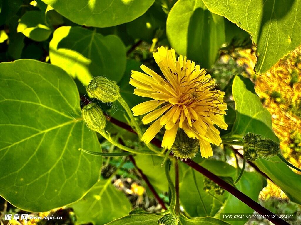 黄花