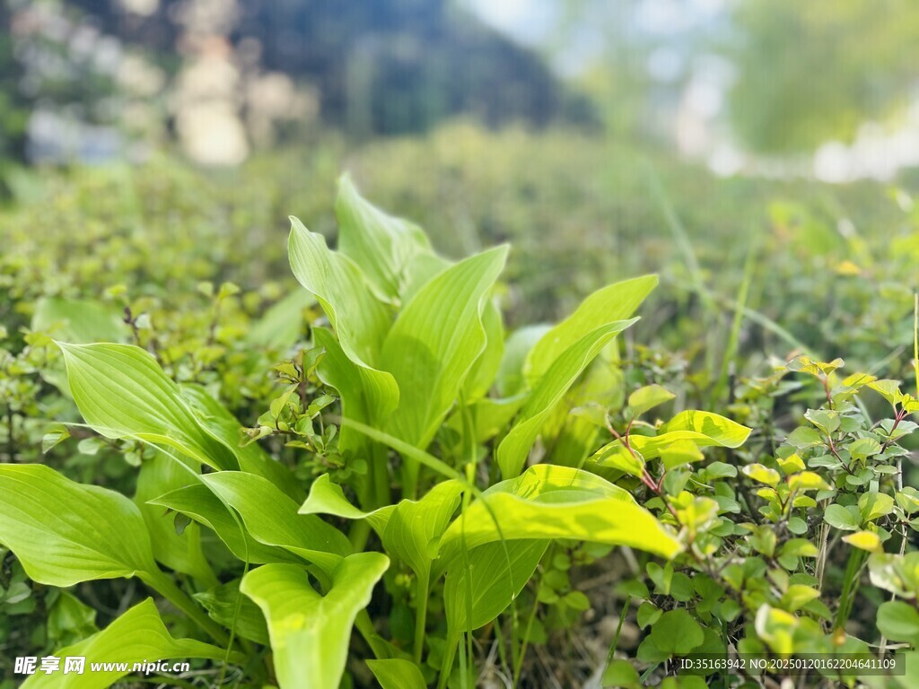 路边小草