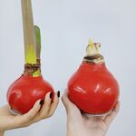 朱顶红球根