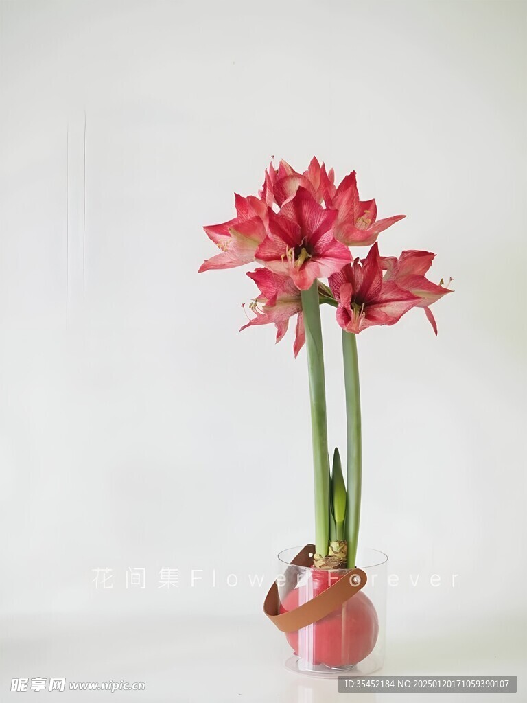朱顶红