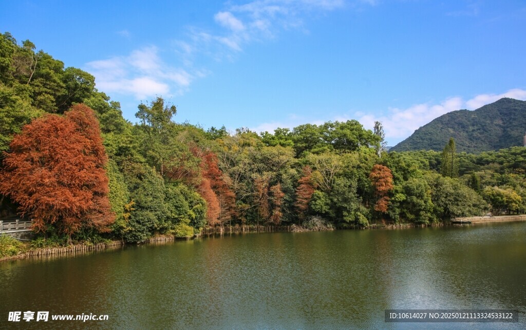  仙湖植物园