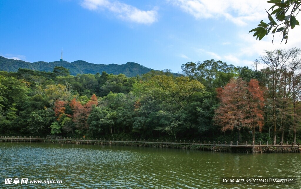  仙湖植物园