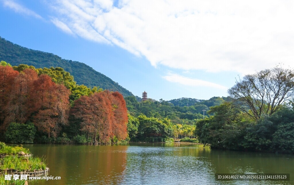  仙湖植物园