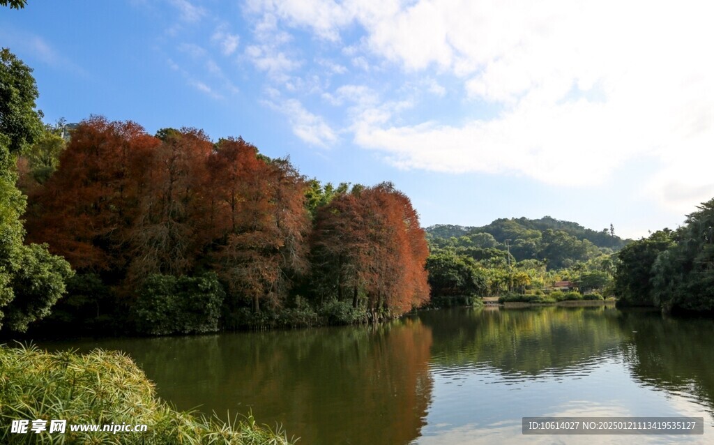  仙湖植物园