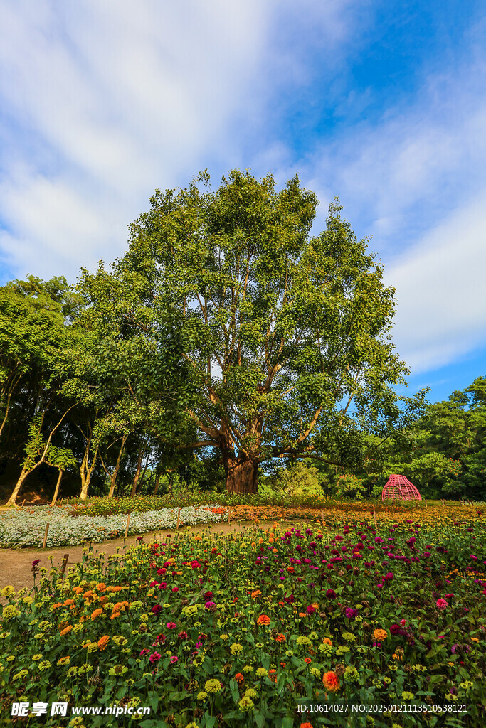 仙湖植物园 榕树