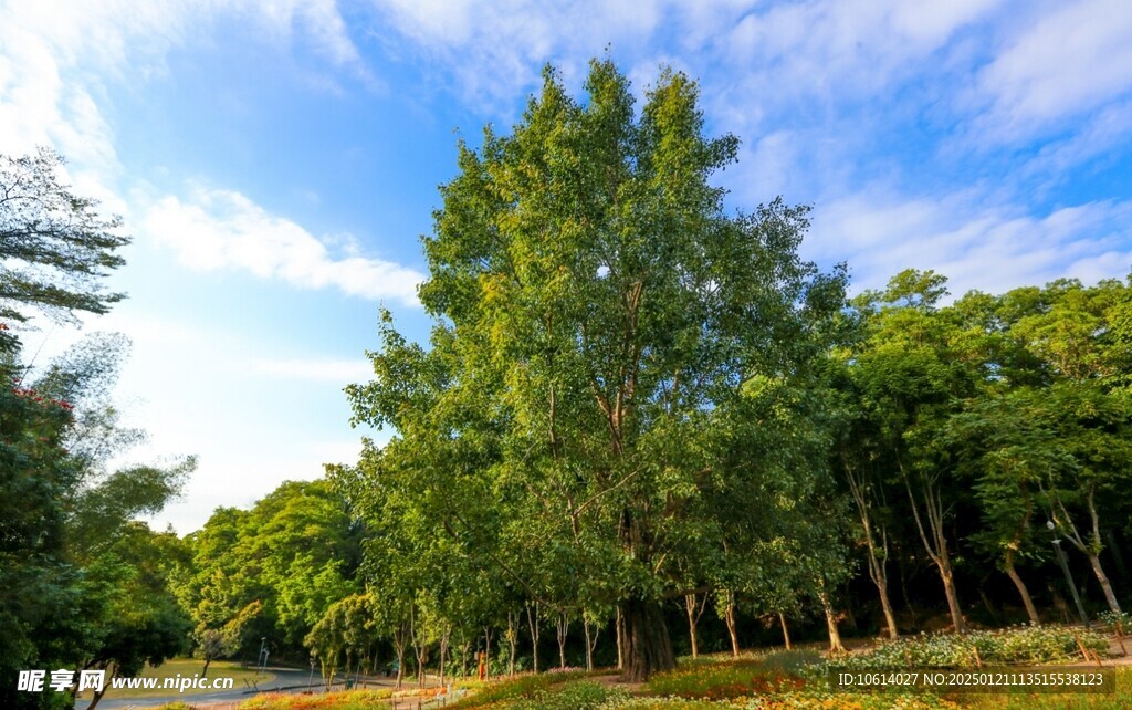 仙湖植物园 榕树