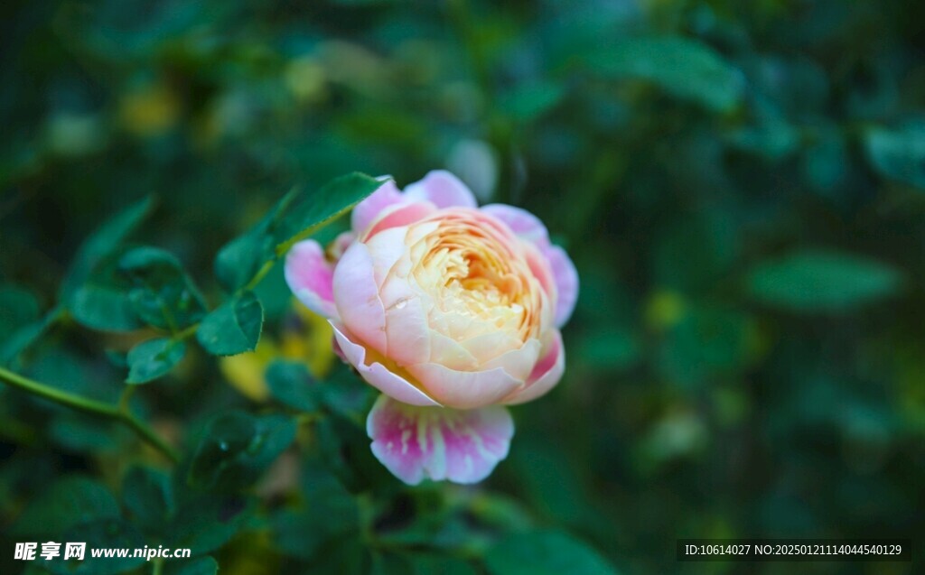 仙湖植物园风 鲜花