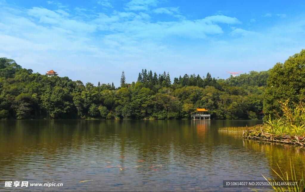 仙湖植物园风景