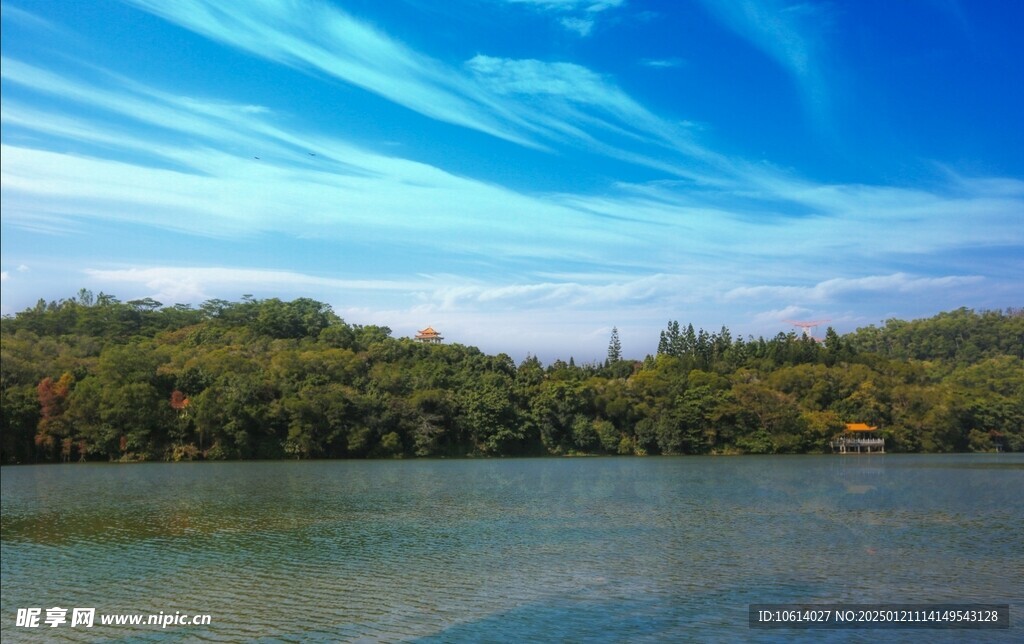 仙湖植物园风景