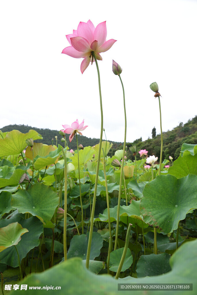 荷花素材