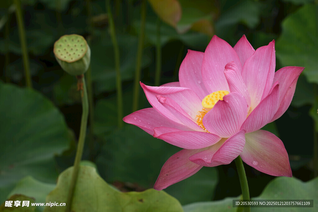 一朵莲花